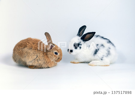 Two adorable baby rabbits sitting face to face isolated on white background. Cute bunny pets with brown and black white fur. Small animals symbolizing friendship, innocence, spring and Easter concept Two adorable baby rabbits sitting face to face isolated on white background. Cute bunny pets with brown and black white fur. Small animals symbolizing friendship, innocence, spring and Easter concept 137517898