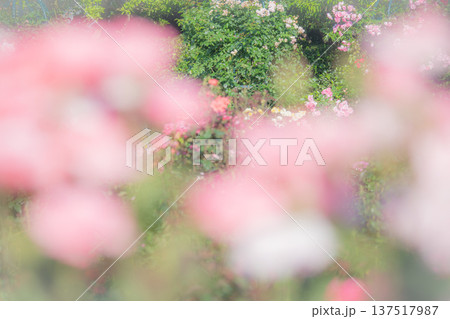 満開のバラの庭園 春・秋イメージ 満開のバラの庭園 春・秋イメージ 137517987