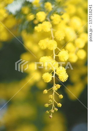 まん丸ふわふわのミモザの花 137518241