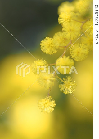 ミモザの花のあっぷ ミモザの花のあっぷ 137518242