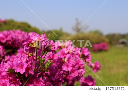 開花したツツジ 開花したツツジ 137518272
