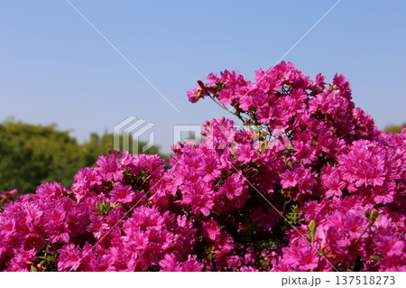 開花したツツジ 開花したツツジ 137518273