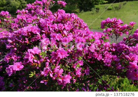 開花したツツジ 開花したツツジ 137518276