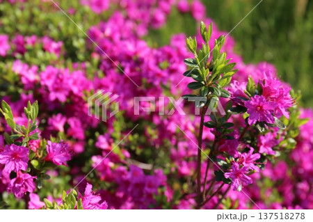 開花したツツジ 開花したツツジ 137518278