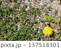 タンポポの花 137518301