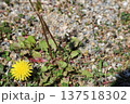 タンポポの花 137518302