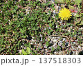 タンポポの花 137518303
