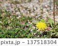 タンポポの花 137518304