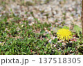 タンポポの花 137518305