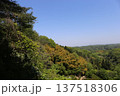 青空と林 137518306