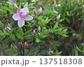 ツツジ 137518308