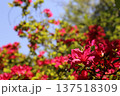 赤いツツジ 137518309