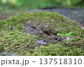 庭園に咲く新芽 137518310
