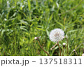 タンポポの綿毛 137518311