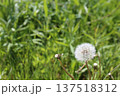 タンポポの綿毛 137518312
