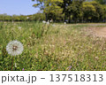 タンポポの綿毛 137518313
