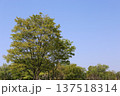 快晴の青空と木 137518314