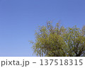 快晴の青空と木 137518315