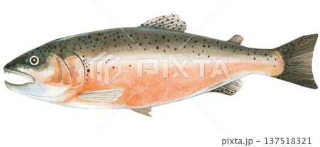 Fresh raw atlantic salmon fish whole. Watercolor illustration isolated on white background. Hand painted seafood 137518321