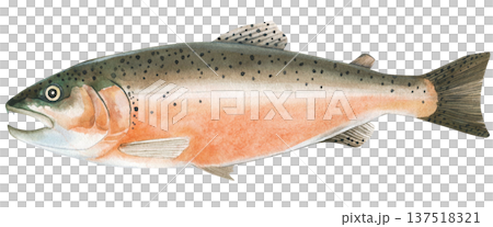 Fresh raw atlantic salmon fish whole. Watercolor illustration isolated on white background. Hand painted seafood 137518321