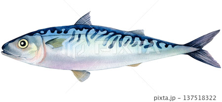 Atlantic mackerel fish hand drawn watercolor isolated food illustration. Raw scomber for healthy cooking isolated on white background  137518322