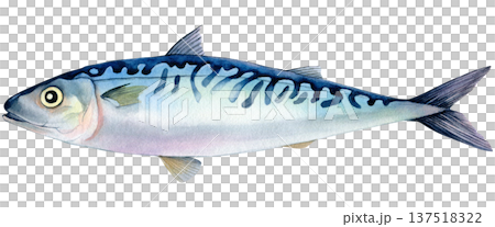 Atlantic mackerel fish hand drawn watercolor isolated food illustration. Raw scomber for healthy cooking isolated on white background  137518322