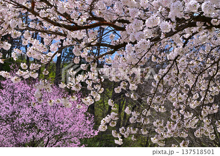 満開の矢瀬遺跡の桜並木 群馬県みなかみ町 満開の矢瀬遺跡の桜並木 群馬県みなかみ町 137518501