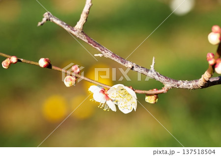 初春に咲く梅の花のクローズアップ 初春に咲く梅の花のクローズアップ 137518504