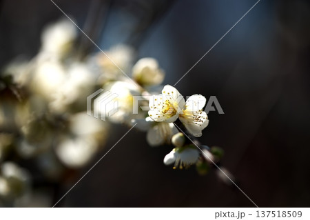 初春に咲く梅の花のクローズアップ 137518509