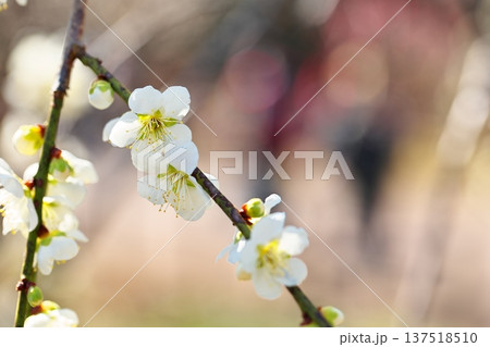 初春に咲く梅の花のクローズアップ 初春に咲く梅の花のクローズアップ 137518510