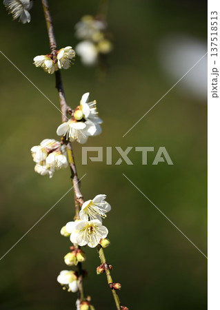 初春に咲く梅の花のクローズアップ 初春に咲く梅の花のクローズアップ 137518513