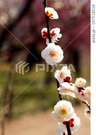 初春に咲く梅の花のクローズアップ 初春に咲く梅の花のクローズアップ 137518519
