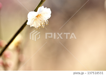 初春に咲く梅の花のクローズアップ 初春に咲く梅の花のクローズアップ 137518531