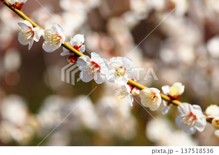 初春に咲く梅の花のクローズアップ 137518536