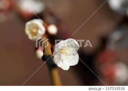 初春に咲く梅の花のクローズアップ 初春に咲く梅の花のクローズアップ 137518538