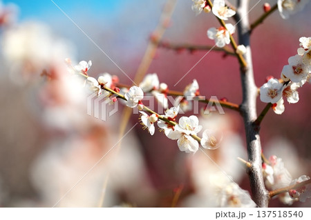 初春に咲く梅の花のクローズアップ 137518540