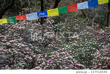 White and Pink Rhododendron flowers blooming in Langtang national park, Nepal. Rhododendron is one of the largest genera of flowering plants It is the national flower of Nepal. 137518549