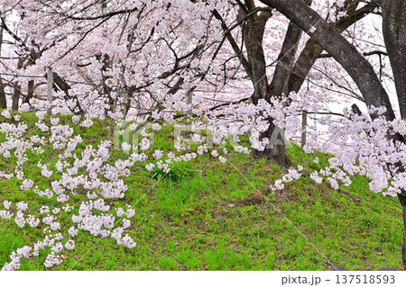 満開の矢瀬遺跡の桜並木　群馬県みなかみ町　　　　 137518593