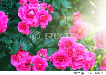 薔薇のある風景 137518604