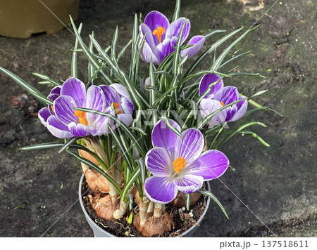 Crocus vernus Pickwick (Dutch Crocus) 137518611