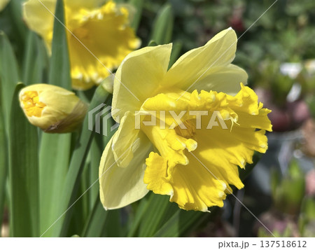 Narcissus Dutch Master (Trumpet Daffodil) 137518612