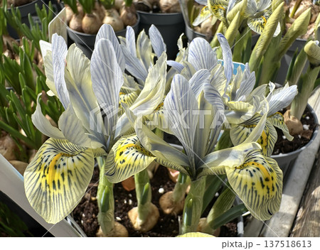 Iris Katharine Hodgkin, a dwarf cultivar of Iris reticulata 137518613
