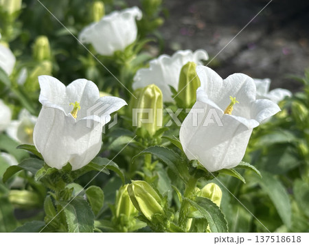 Garden flower Canterbury bells (lat.- Campanula medium) Garden flower Canterbury bells (lat.- Campanula medium) 137518618