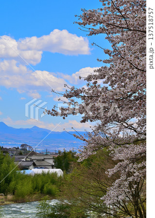 矢瀬遺跡から赤城山方面の風景　桜の季節　群馬県みなかみ町　　　　 137518757