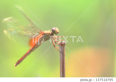 ショウジョウトンボ（メス） 137518795