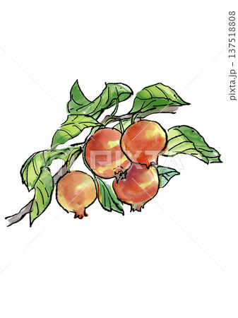 クラブアップルの手描きの線画と水彩イラスト クラブアップルの手描きの線画と水彩イラスト 137518808