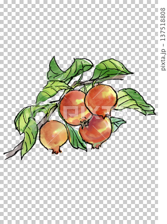 クラブアップルの手描きの線画と水彩イラスト クラブアップルの手描きの線画と水彩イラスト 137518808