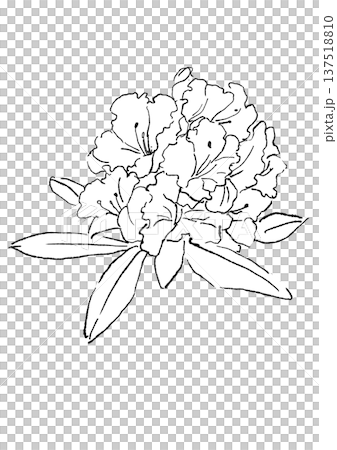 Hand drawn line art illustration of blooming rhododendron flowers Hand drawn line art illustration of blooming rhododendron flowers 137518810