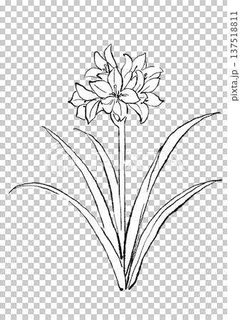 手繪線條畫，描繪了盛開的君子蘭花。 137518811