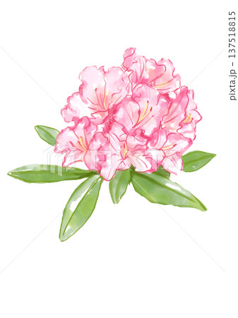 咲き誇るピンクのシャクナゲの花の手描きの水彩イラスト 咲き誇るピンクのシャクナゲの花の手描きの水彩イラスト 137518815